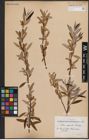 Foto von Salix capensis Thunb.